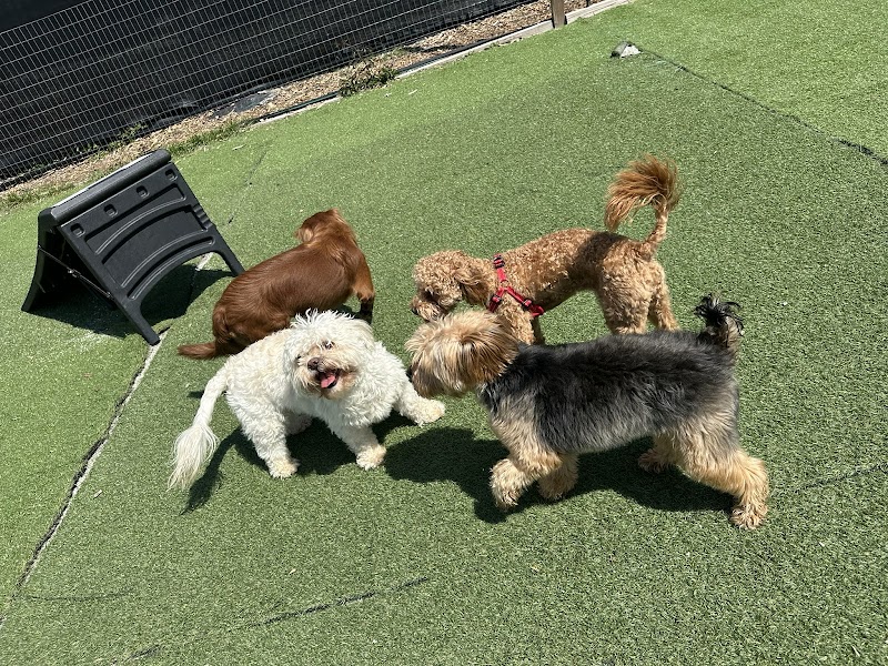 City Dogz ATL cover image