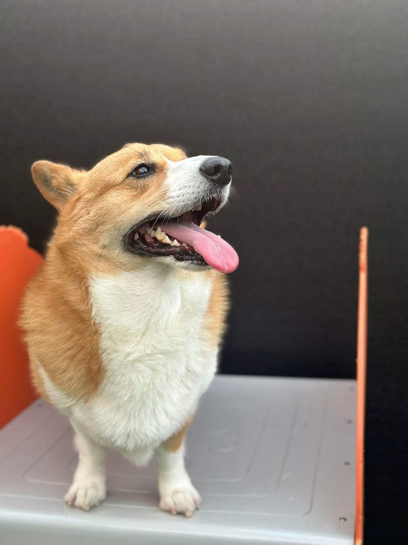 Animal People Dog Boarding & Day Care cover image