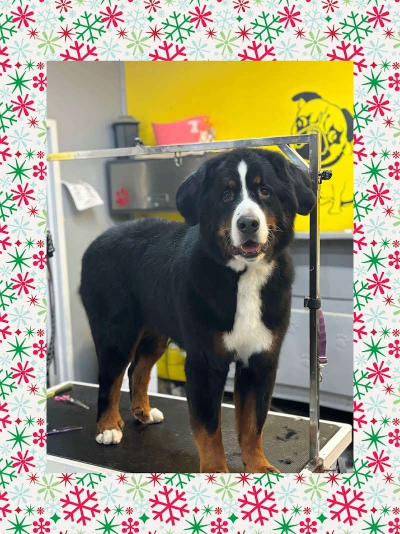 Salon Patte de peluche inc. cover image