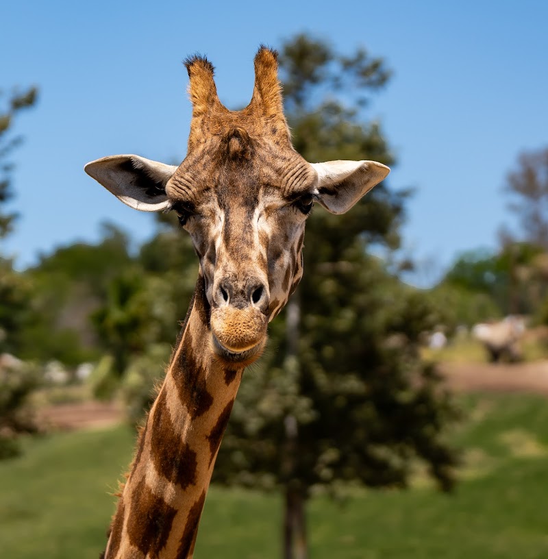 San Diego Zoo Safari Park cover image