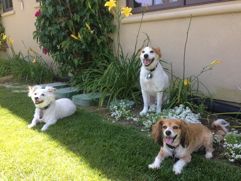 Lovable Pet Sitter & Dog Walker cover image