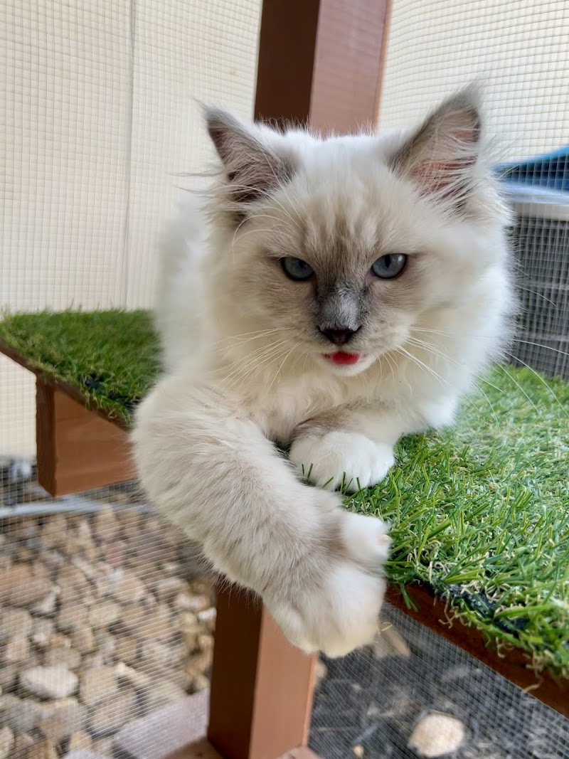 FurBaby Care Plus cover image