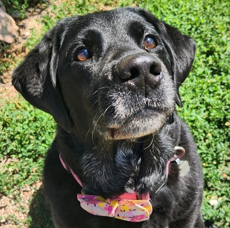 Tumbleweed Country Kennels cover image