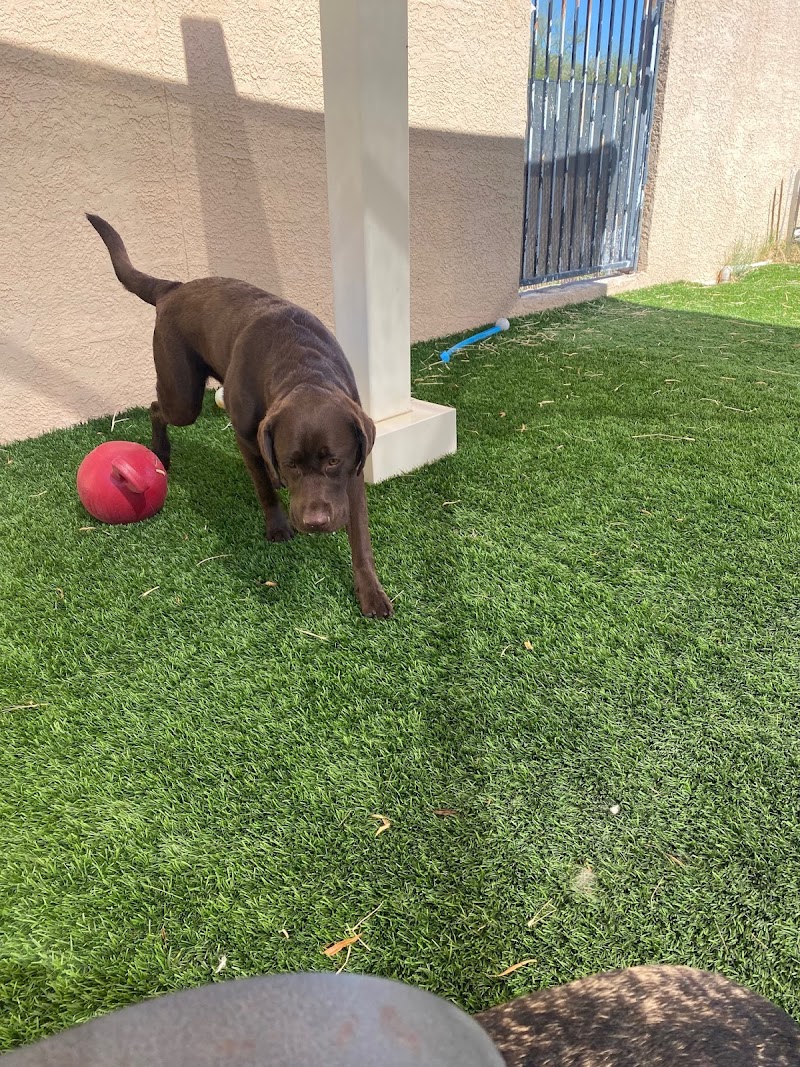 Sabino Canyon Pet Resort cover image