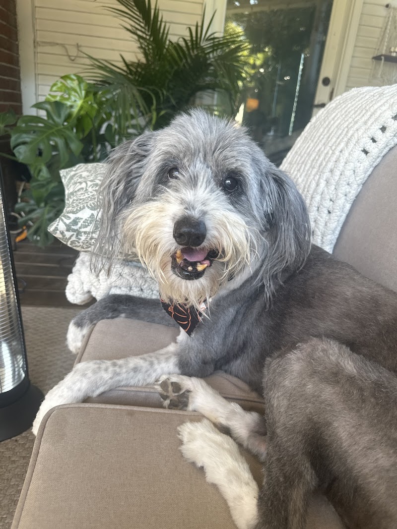 Paws on Pearl cover image