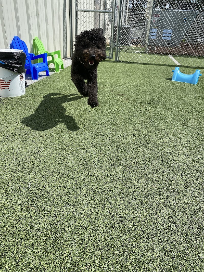 Paws at Play of Raleigh cover image