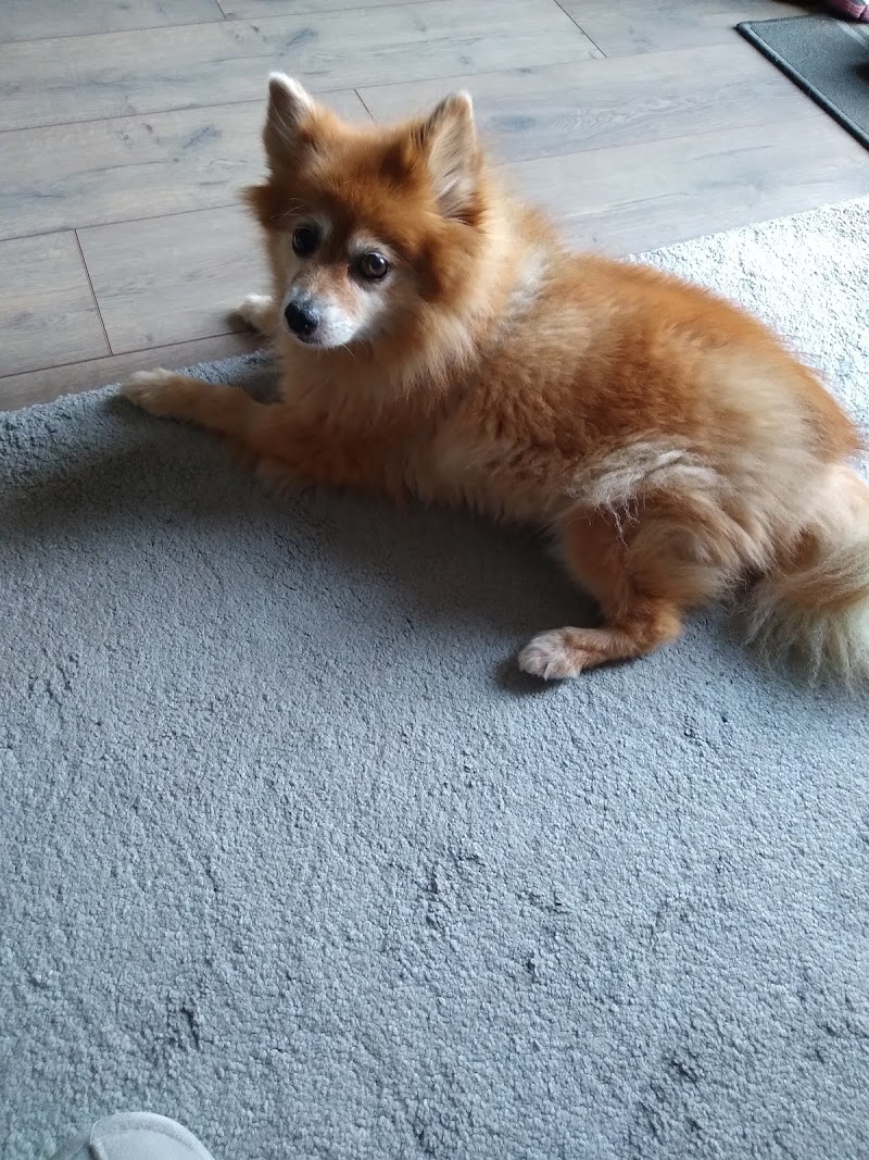 Station View Boarding Kennels cover image