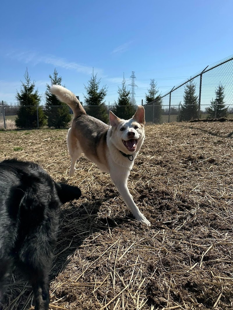 Companions Pet Resort cover image