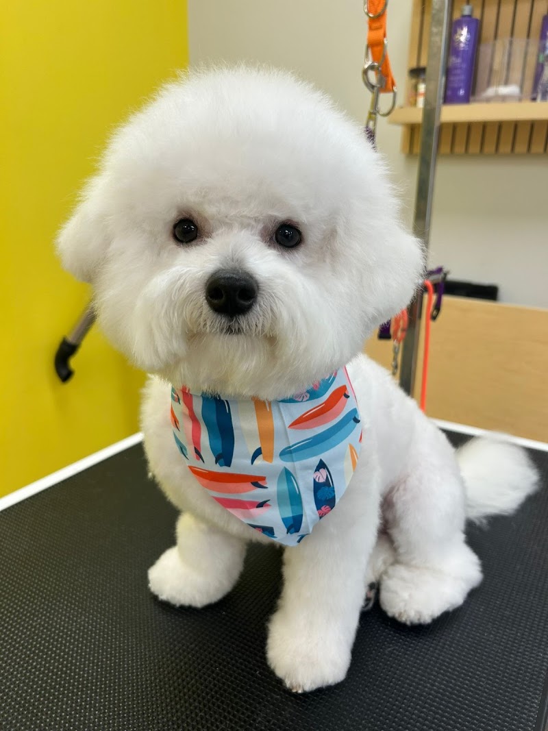 Well Groomed Pets - Raleigh cover image