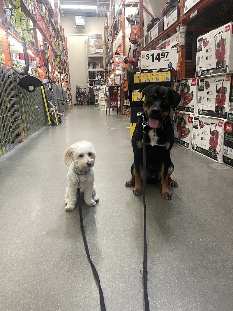 Outrageous Dog Training cover image