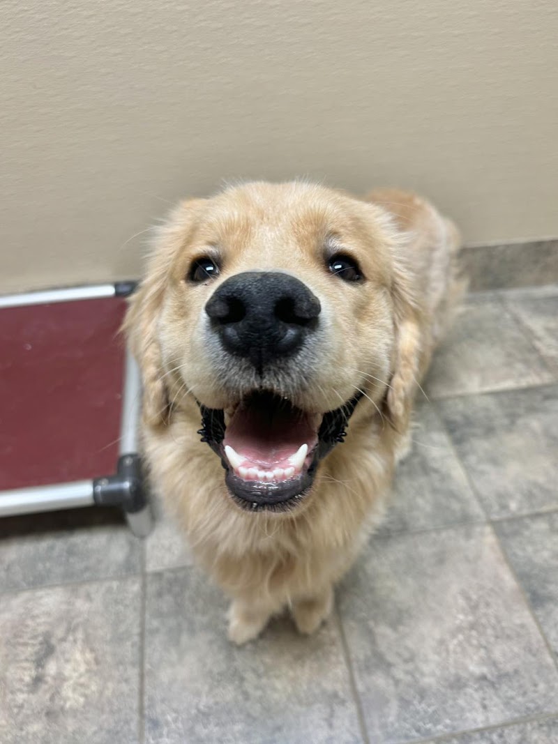 Red Dog Pet Resort & Spa Boston cover image