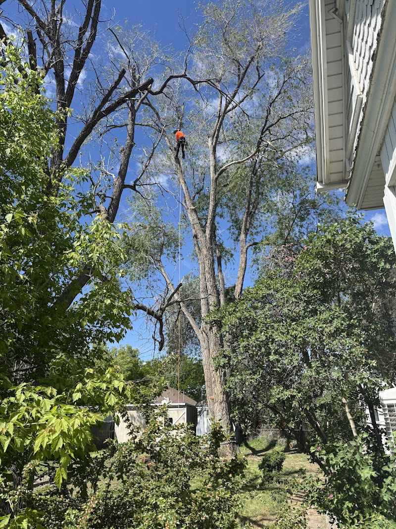 Sterling Tree Company cover image