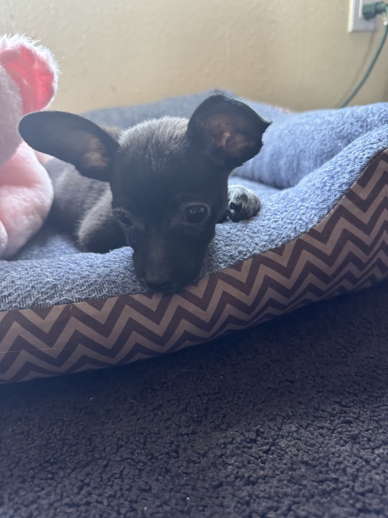 Good Vibes Pet Sitting cover image