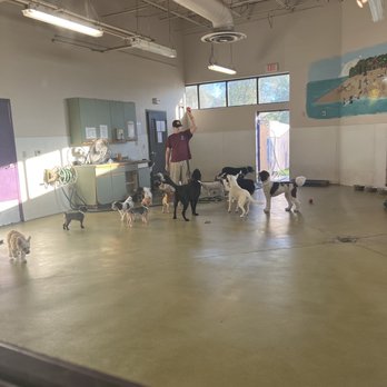 Pete and Mac's Dog Boarding and Training cover image