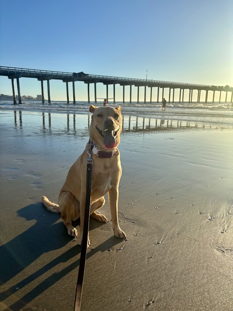 The Noble Dogs cover image