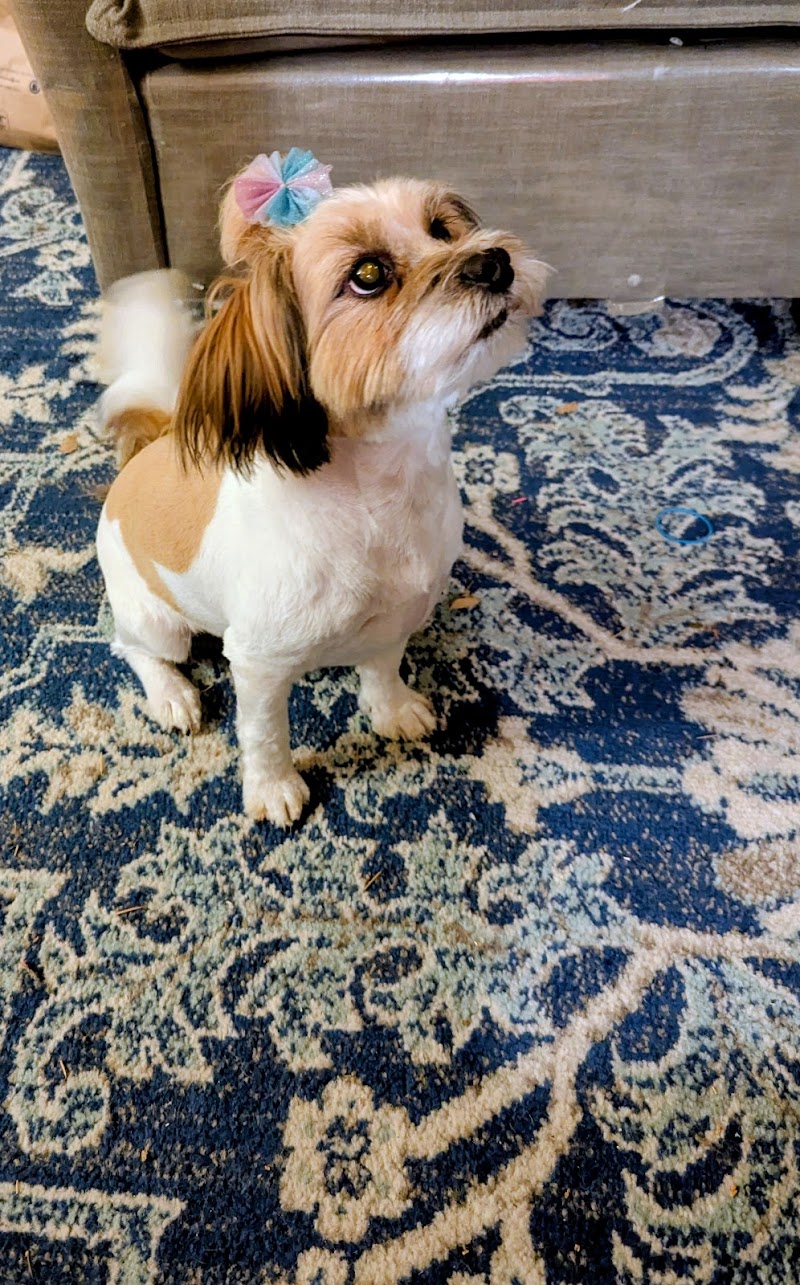 Dee's Dog Grooming, LLC cover image