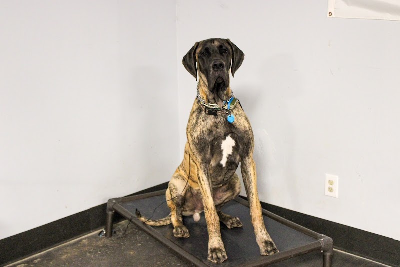 Double H Canine Training Academy cover image