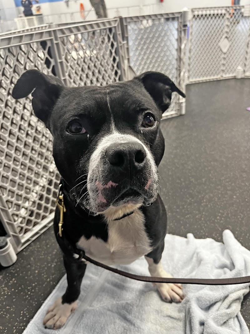 Paws and Effect Dog Training Academy cover image