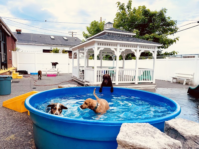 Good Doggie Day Care Inc cover image