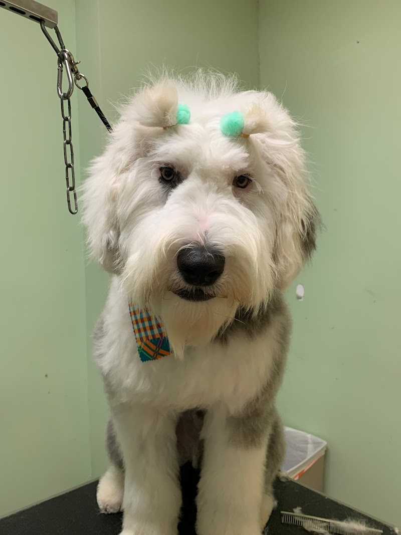 Doggie Style Bowtique cover image