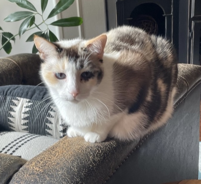 Personal Pet & Home Care cover image