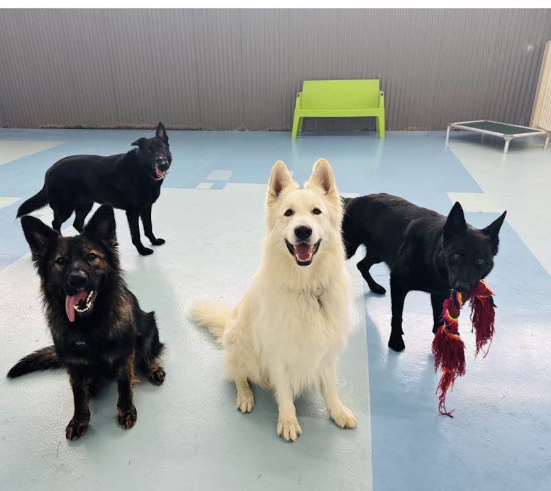 Kip Bayside Dog Daycare & Boarding cover image