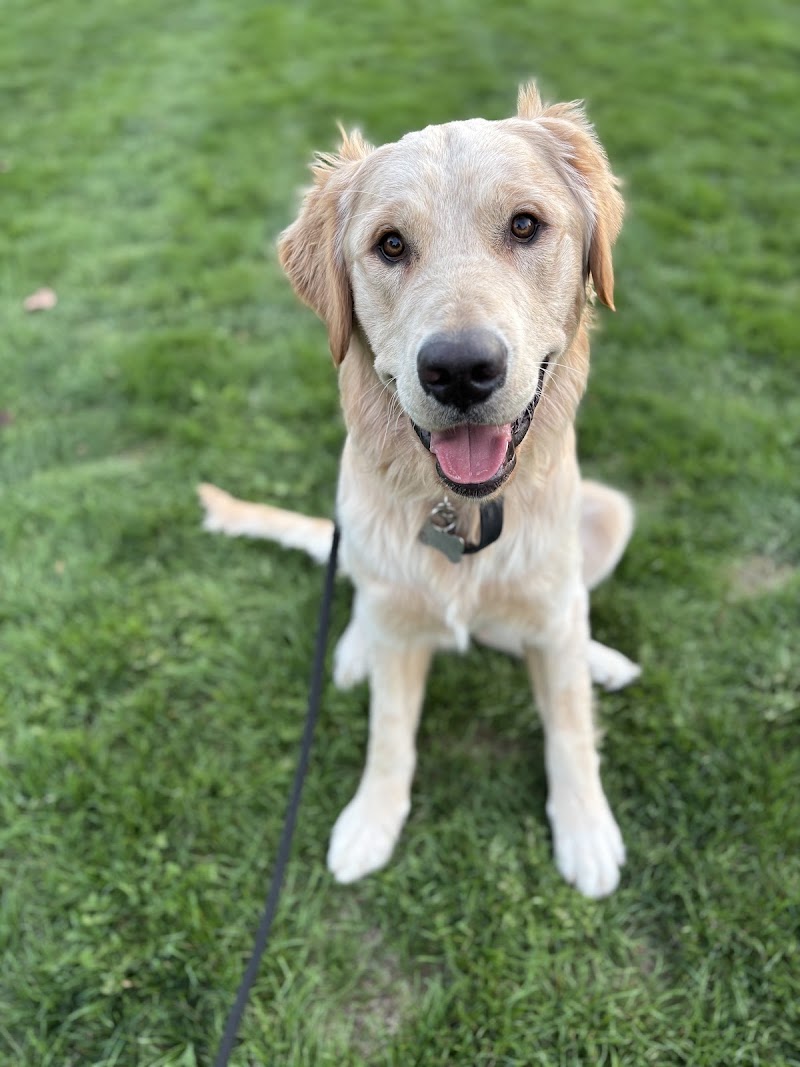 A&P K9 Training and Daycare cover image
