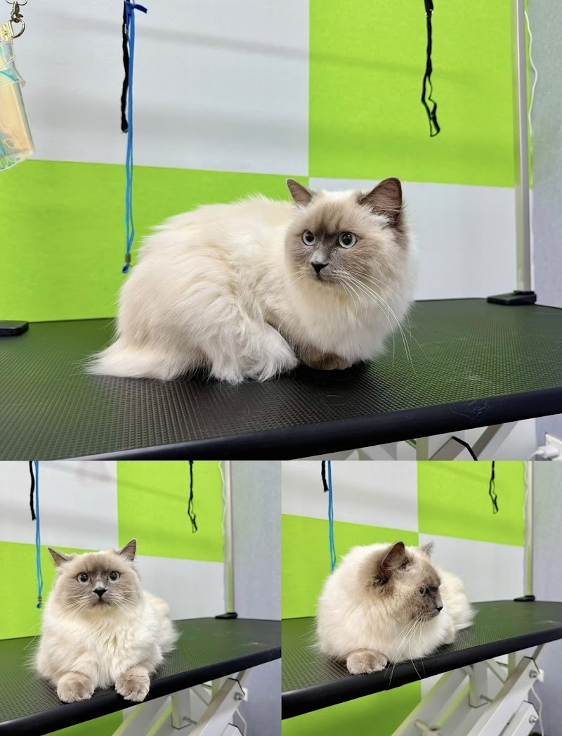 Hunter Pet SPA cover image