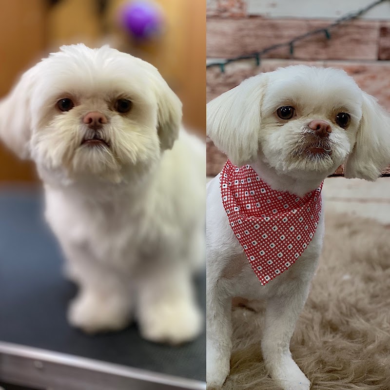 Wizard of Pawz Pet Spa cover image