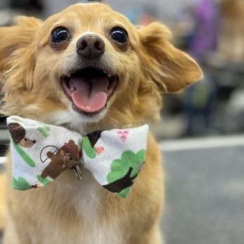 Top Notch Pet Spa cover image