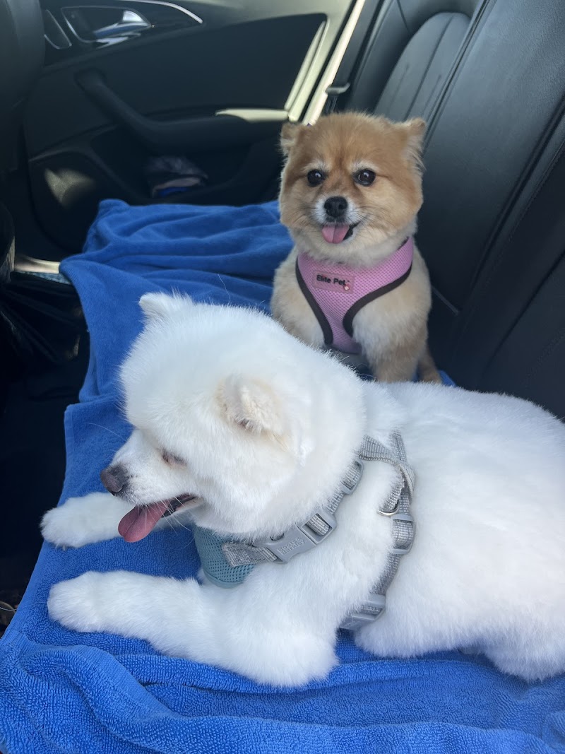 Olly’s Dog Grooming cover image