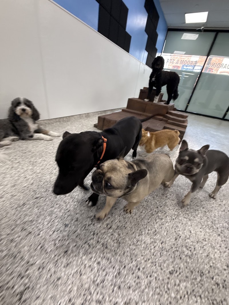 Wag Watch cover image