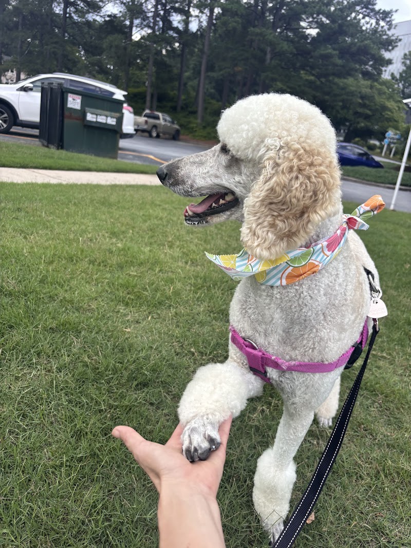 C My Paws cover image