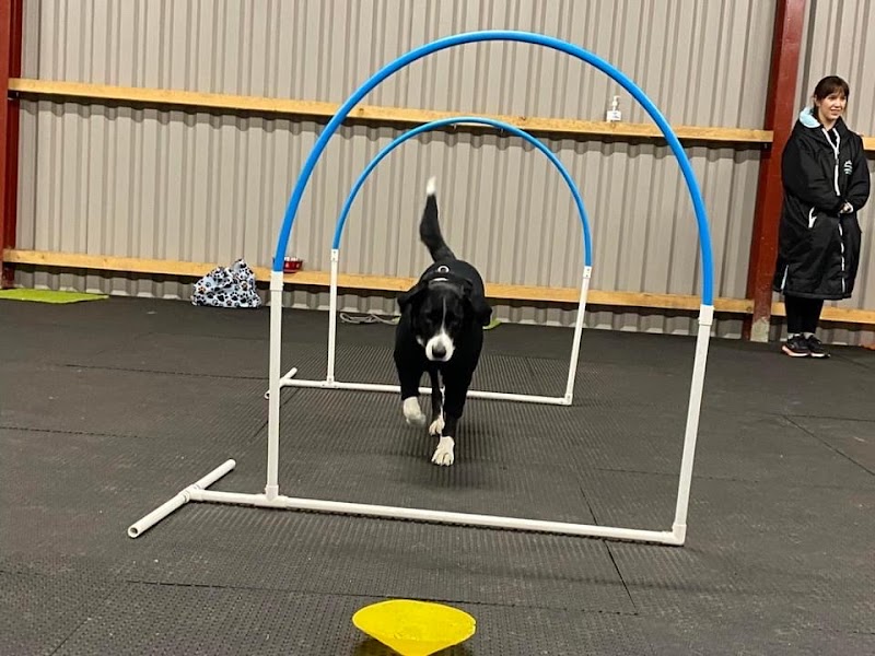 The Daisy Dog Academy cover image