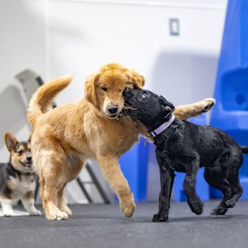 Colby's Dogcare and Spa cover image