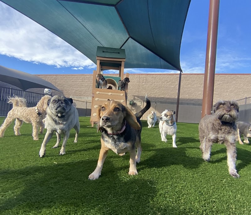 Tails Pet Resort cover image