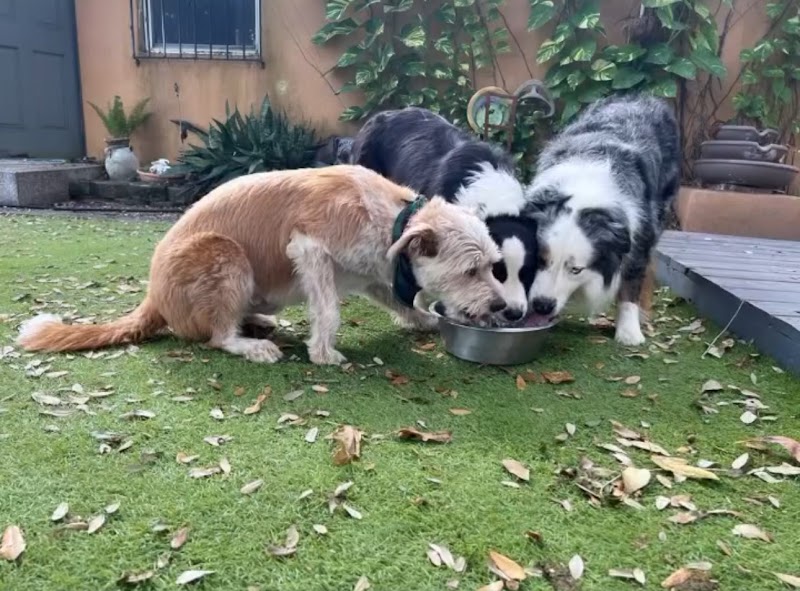 Your Paws R My Paws cover image