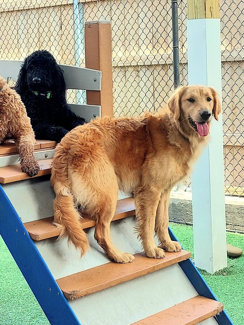 Bark Louisville cover image