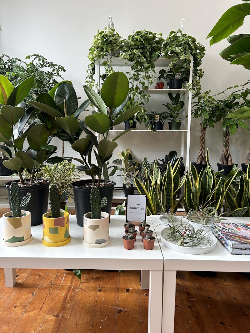 Frondly Plants (Indoor Plant Store) cover image