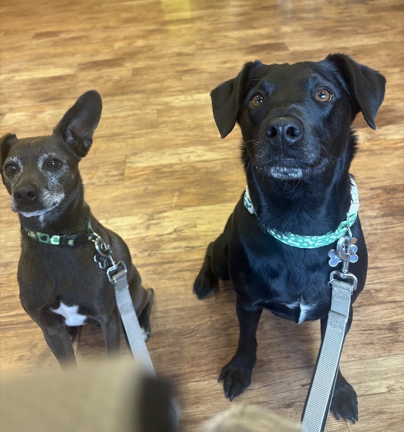 Camp Bow Wow Henderson cover image