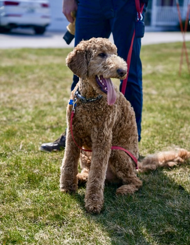 Southwest Dog Training cover image