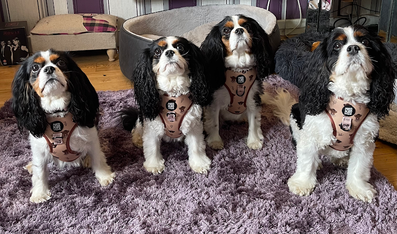 Chilled Dawgz - Dog Daycare Glasgow cover image