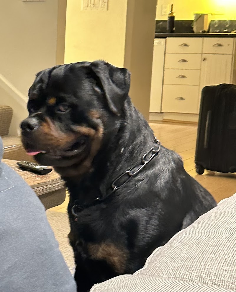 The Doggy Dojo cover image