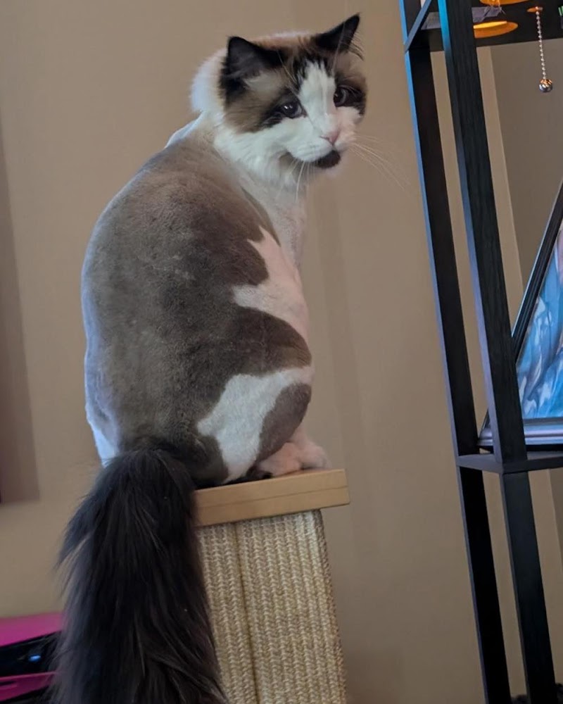 The Kitty Groomer at 1515 S 22nd ST cover