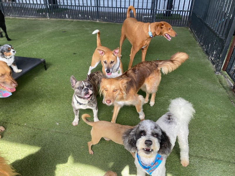 Fit & Go Pets cover image