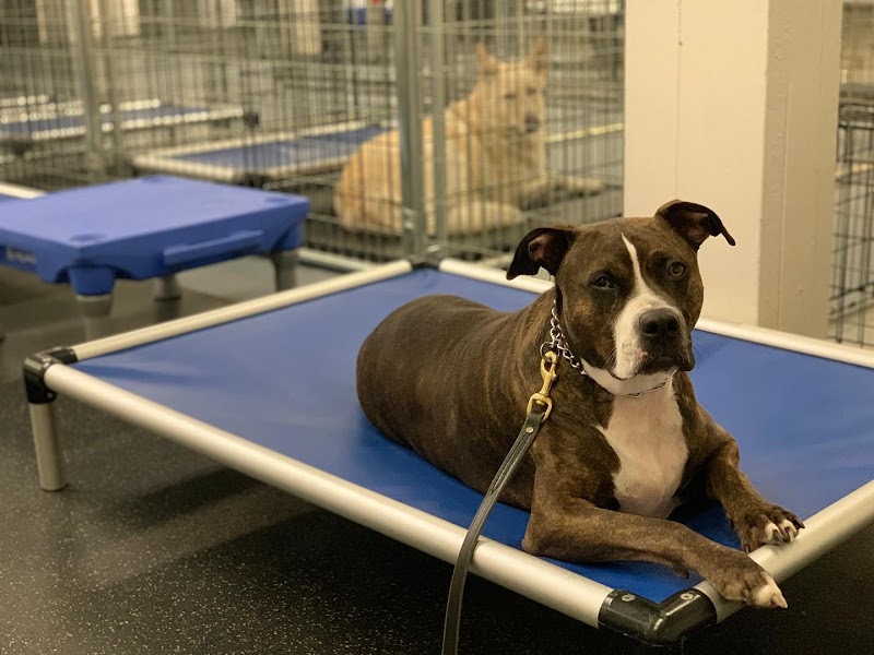 Evolution Canine cover image