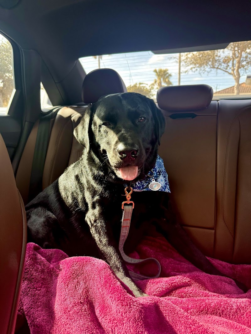 Just Dogs Spaw cover image