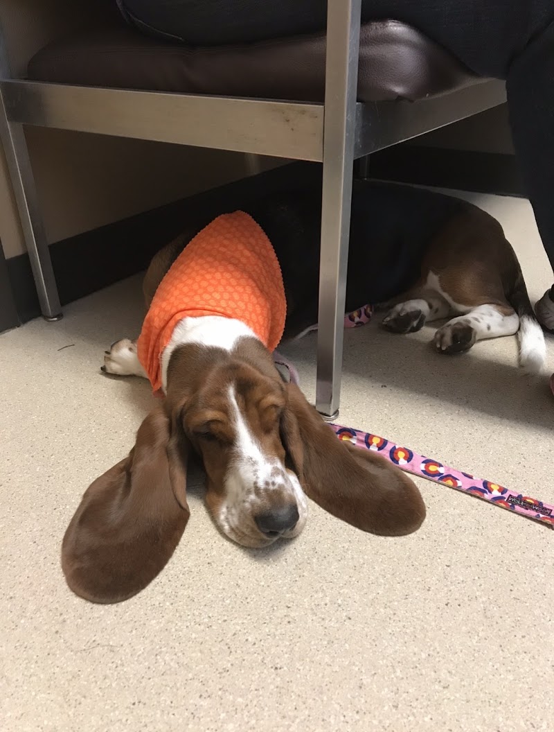 Lincoln Heights Veterinary Clinic cover image