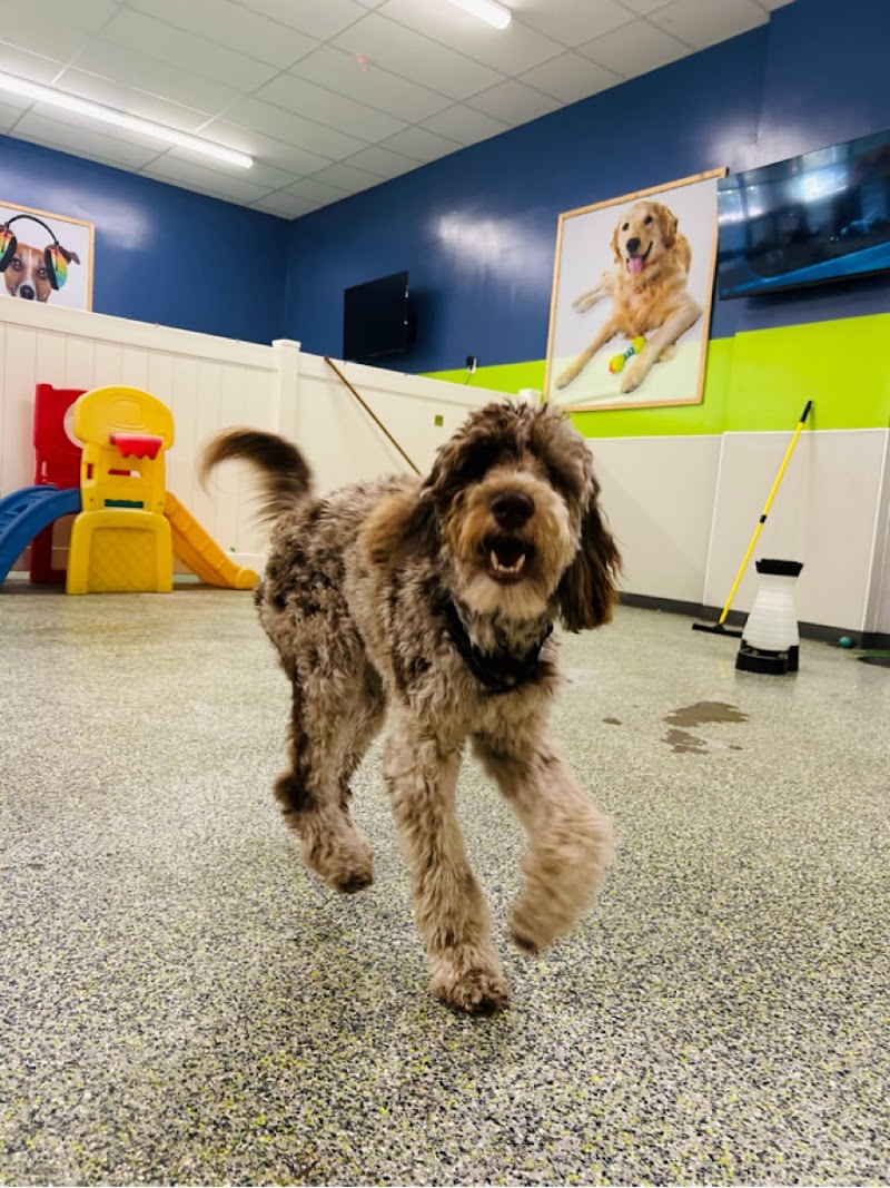 Max and Alayna's Paws Play - Downtown Cleveland cover image