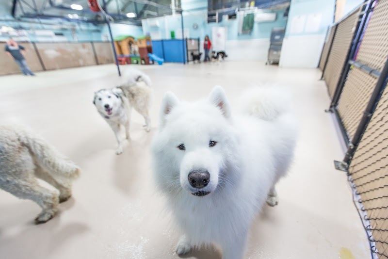 Pooches Paradise Daycare and Resort cover image